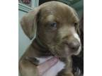 Adopt Molasses a Pit Bull Terrier, American Staffordshire Terrier