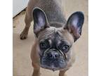 French Bulldog Puppy for sale in Torrington, WY, USA