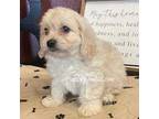 Cavalier King Charles Spaniel Puppy for sale in Sibley, IA, USA