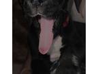 Great Dane Puppy for sale in Saint Anne, IL, USA