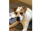 Adopt CARAMEL a Pit Bull Terrier, Mixed Breed