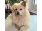 Adopt Billy a Pomeranian, American Eskimo Dog