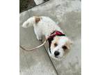 Adopt Max a Jack Russell Terrier, Terrier