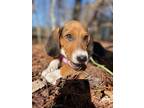 Adopt Lovemore a Treeing Walker Coonhound, Black and Tan Coonhound