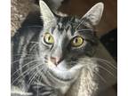 Adopt Socko a Domestic Short Hair