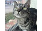 Adopt Witty a Domestic Short Hair