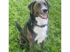 Adopt Tank a Labrador Retriever, Cattle Dog