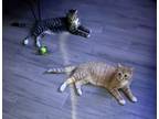 Adopt Chichi and Monchichi a American Shorthair