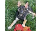 Adopt Captain a Rat Terrier, German Shepherd Dog