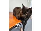 Adopt Frankie a Domestic Short Hair