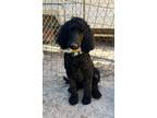 Adopt Bogie a Poodle, Golden Retriever