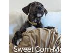 Adopt Sweet Corn a Mastiff, Pit Bull Terrier