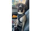 Adopt Tiny a Black Mouth Cur, Boxer