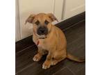 Adopt Butternut a German Shepherd Dog, Shar-Pei