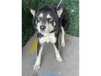 Adopt BLUE a Siberian Husky, Mixed Breed