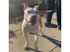 Adopt Patches a Pit Bull Terrier, Mixed Breed