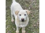 Adopt Vineyard lab pup 2/Silas a Labrador Retriever, Shepherd