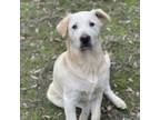 Adopt Vineyard lab pup 3/Chayce a Labrador Retriever, Shepherd