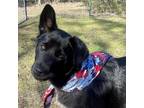 Adopt Vineyard lab pup 1/Diesel a Labrador Retriever, Shepherd
