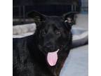 Adopt Vineyard lab pup 1/Diesel a Labrador Retriever, Shepherd