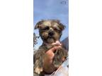 Adopt Diesel - The Sweetest Little Boy a Shih Tzu, Lhasa Apso