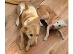 Adopt Rexx & Jaxx a Labrador Retriever, Golden Retriever