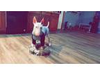 Adopt Rocket aka Stuart Little a Bull Terrier