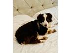 Adopt COURTESY POST - Springsteen - SEE LISTING a Australian Shepherd