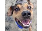 Adopt Kobe Bryant a Catahoula Leopard Dog