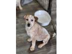 Adopt Cheeno a Australian Cattle Dog / Blue Heeler