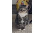 Adopt Dally a Tabby