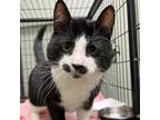 Adopt Sanders a Domestic Short Hair