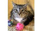 Adopt Whiskers a Tabby