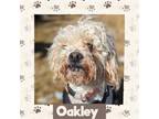 Adopt Oakley a Poodle