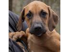 Adopt Phillip a Black Mouth Cur, Mixed Breed