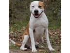 Adopt Rambo a Mixed Breed