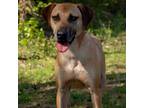 Adopt Chuck a Hound, Black Mouth Cur