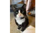 Adopt Sailor a Domestic Short Hair