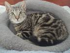 Adopt Delta a Domestic Short Hair