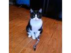 Adopt Oreo a Domestic Short Hair