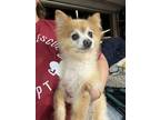 Adopt Romeo a Pomeranian