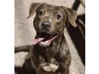 Adopt Moose a Pit Bull Terrier, Blue Lacy