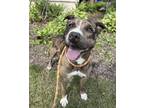Adopt Sherman a Pit Bull Terrier, Catahoula Leopard Dog