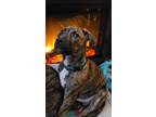 Adopt Bo a Hound, Boxer