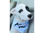 Adopt Joe Puppy a Mixed Breed