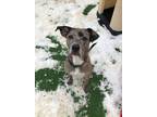 Adopt Enzo a Catahoula Leopard Dog, Mixed Breed