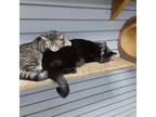Adopt Dolly & Myers (Bonded Pair) a Domestic Short Hair