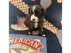 Mutt Puppy for sale in Tonasket, WA, USA