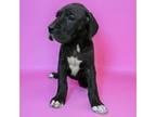 Great Dane Puppy for sale in Eagle Grove, IA, USA