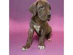 Great Dane Puppy for sale in Eagle Grove, IA, USA